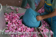 nguyen lieu tinh dau hoa hong Thao Nguyen